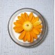 The "Citrus Burst" Orange Daisy Jar